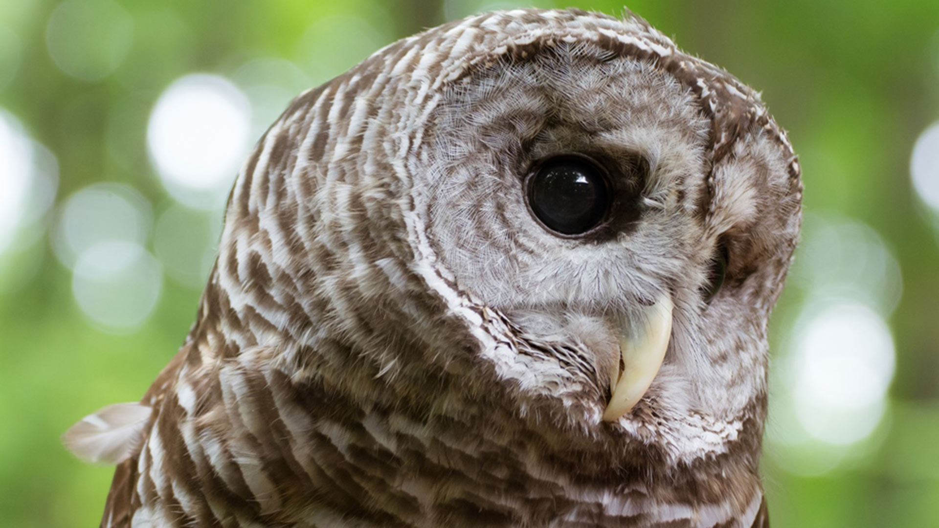 Blandford Nature Center - Owl